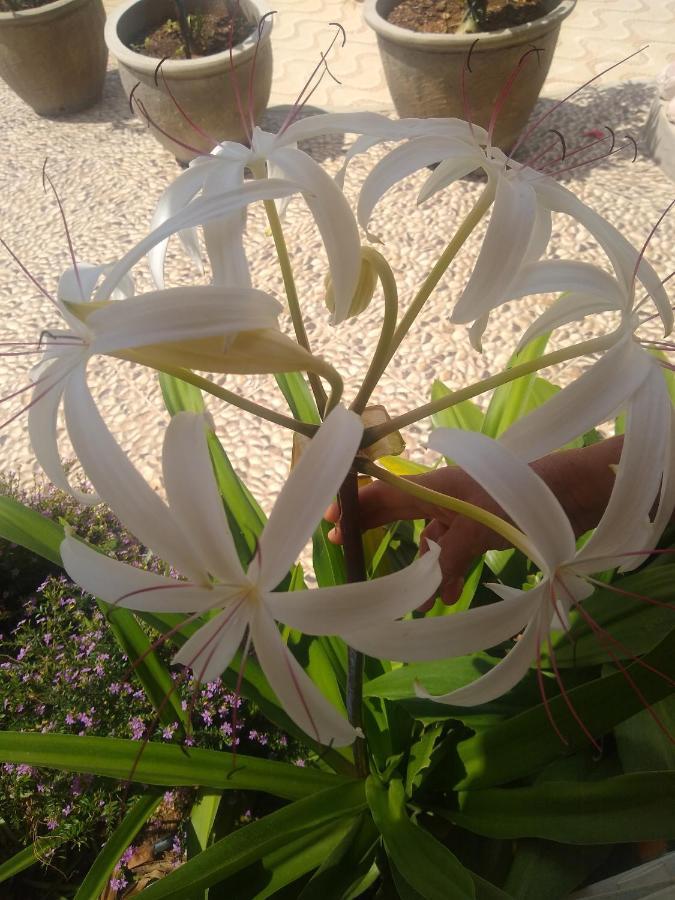 Flor De Mandacaru Pousada Boqueirao  Εξωτερικό φωτογραφία