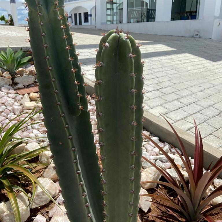 Flor De Mandacaru Pousada Boqueirao  Εξωτερικό φωτογραφία